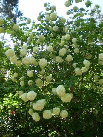 Imagen general del Hotel Classic Cottages Port Arthur. Foto 2