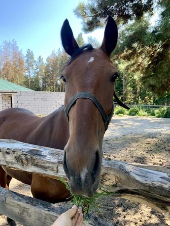 Imagen de los exteriores del Hotel Club-Glukhoman. Foto 16