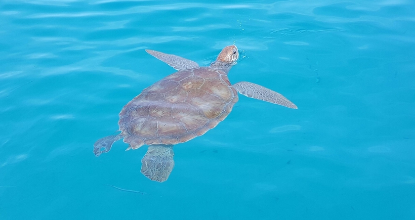 Imagen de los exteriores del Hotel Cobblers Cove - Barbados. Foto 4