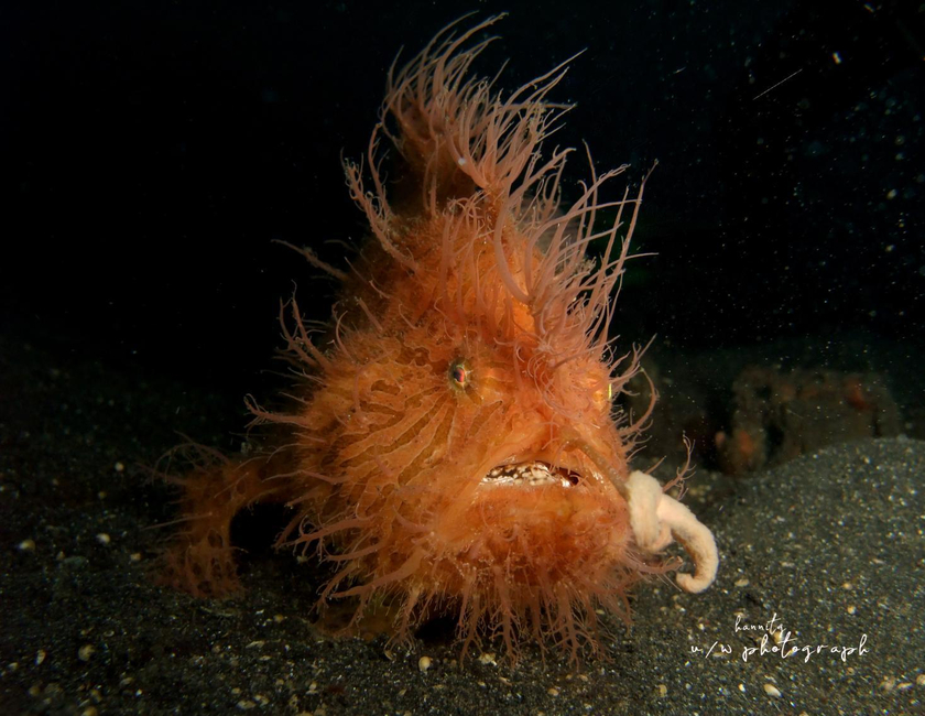 Imagen general del Hotel Cocotinos Lembeh A Boutique Dive Lodge. Foto 25