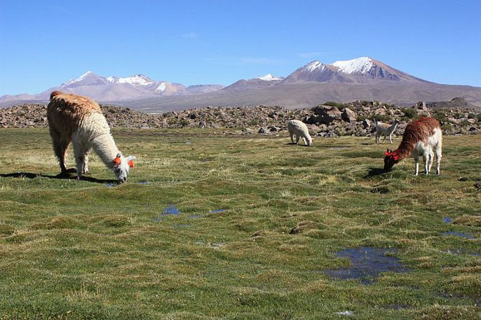 Imagen de los exteriores del Hotel Codpa Valley Lodge. Foto 4