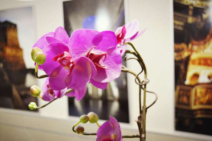 Imagen de los interiores del Hotel Colombo, N&aacute;poles. Foto 17