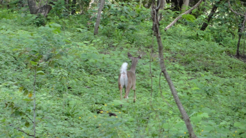 Imagen de los exteriores del Hotel Colono Beach. Foto 15