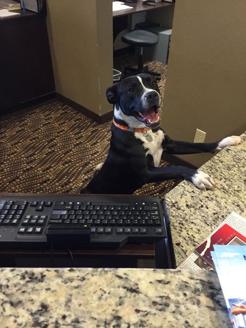 Imagen de los interiores del Hotel Comfort Inn and Suites, Aztec. Foto 16