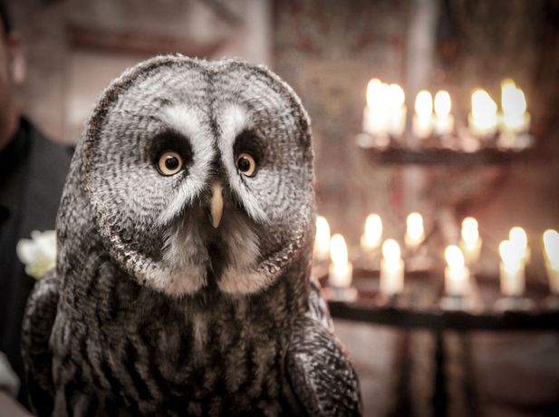 Imagen de la habitación del Hotel Comlongon Castle. Foto 4