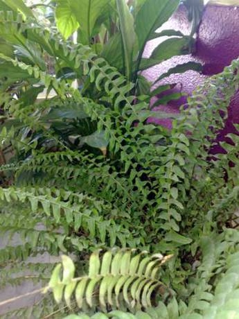 Imagen general del Hotel Congra. Foto 12