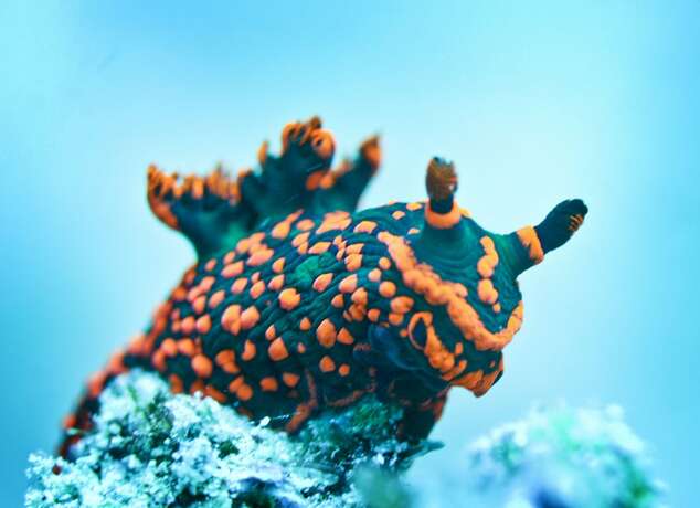 Imagen general del Hotel Coral Sea Dreaming Dive and Sail. Foto 1