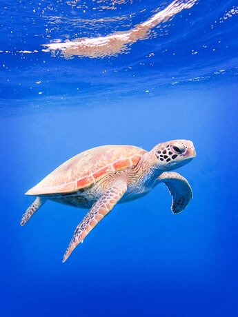 Imagen general del Hotel Coral Sea Dreaming Dive and Sail. Foto 11