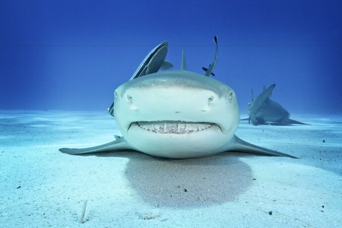 Imagen general del Hotel Coral Sea Dreaming Dive and Sail. Foto 14
