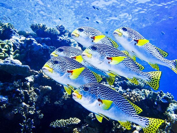Imagen general del Hotel Coral Sea Dreaming Dive and Sail. Foto 16