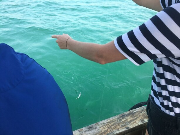 Imagen general del Hotel Coto Eco Lodge. Foto 2