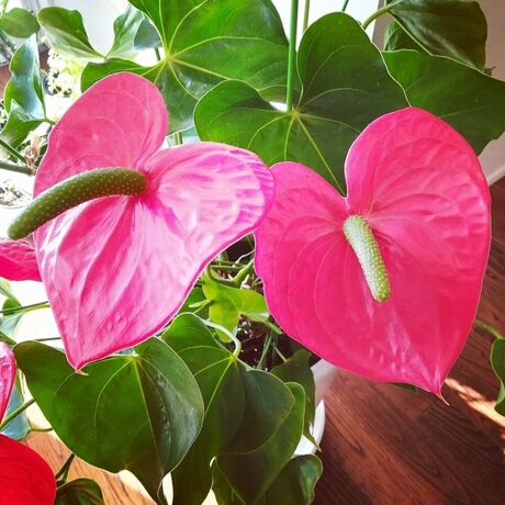 Imagen de los exteriores del Hotel Cottage MAKAI. Foto 20