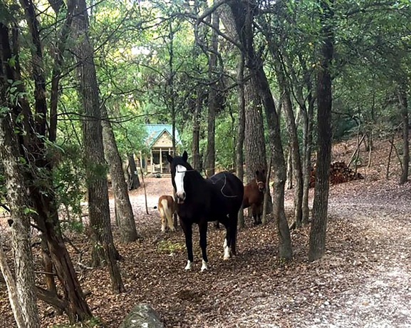 Imagen general del Hotel Country Woods Inn. Foto 2
