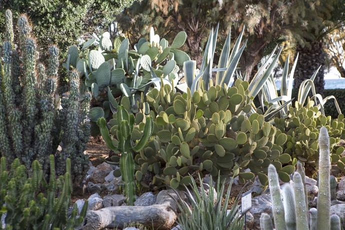 Imagen de los exteriores del Hotel Cretan Malia Park A Member Of Design Hotels. Foto 10