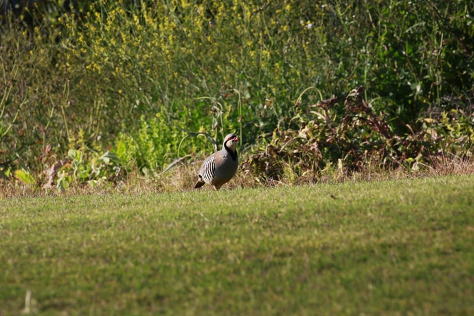 Imagen de los exteriores del Hotel Crete Golf Club. Foto 12