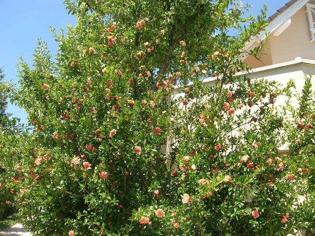 Imagen general del Hotel Csalintos Apartman. Foto 6