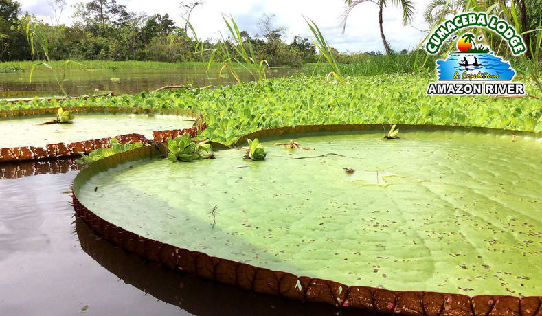 Imagen de los exteriores del Hotel Cumaceba Amazon Lodge. Foto 8