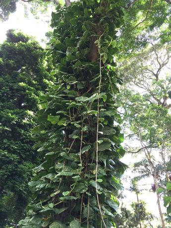 Imagen de los exteriores del Hotel Curtis Cottage. Foto 13