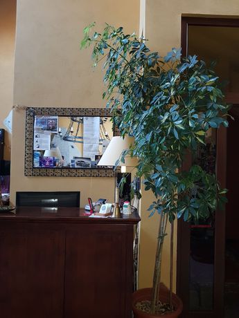 Imagen de los interiores del Hotel Damian. Foto 19