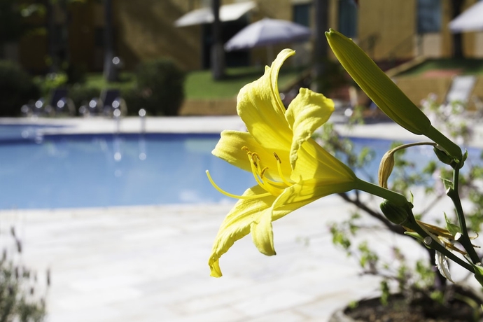 Imagen de la piscina del Hotel Dan Inn Franca and Conven&ccedil;&otilde;es. Foto 12
