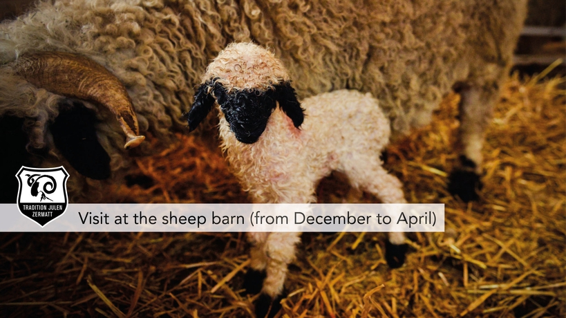 Imagen de los exteriores del Hotel Daniela, Zermatt . Foto 11