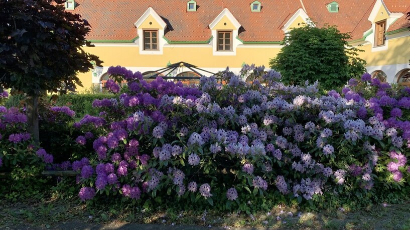 Imagen general del Hotel Das R&ouml;merstein - die pure WohlF&uuml;hlOase. Foto 12