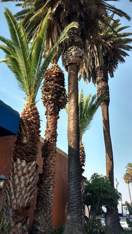 Imagen general del Hotel Days Inn by Wyndham Los Angeles LAX Airport Stadium Area. Foto 2