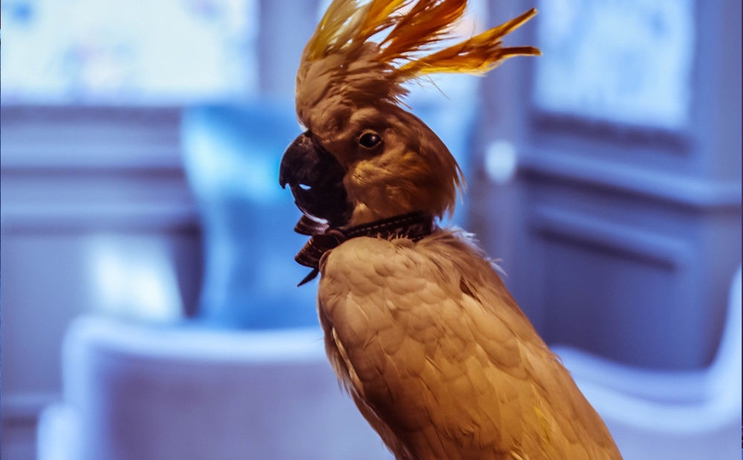 Imagen de los interiores del Hotel De Orangerie. Foto 8