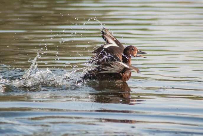 Imagen general del Hotel Delta Resort Treetop by Eight Continents. Foto 14