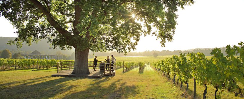 Imagen general del Hotel Denbies Vineyard. Foto 3