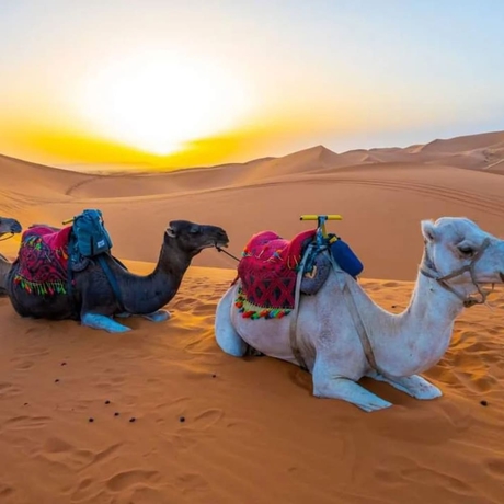 Imagen general del Hotel Desert Heart Luxury Camp. Foto 3