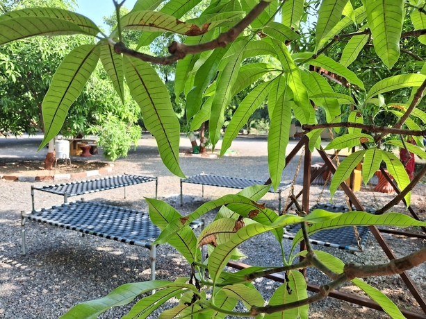 Imagen general del Hotel Dev Farm Sasan Gir. Foto 9