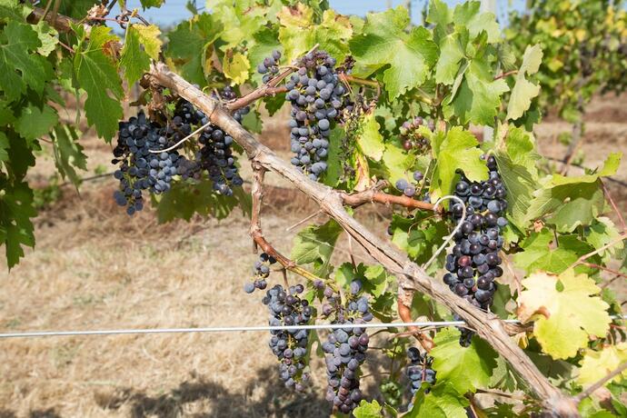 Imagen de los exteriores del Hotel De'vine Escape. Foto 33