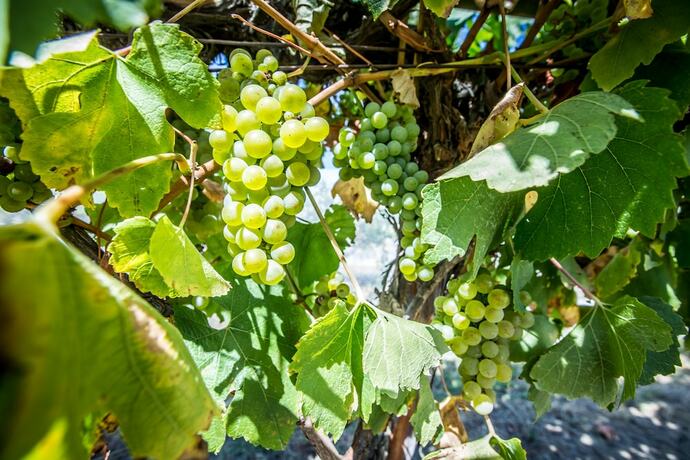 Imagen de los exteriores del Hotel De'vine Escape. Foto 35