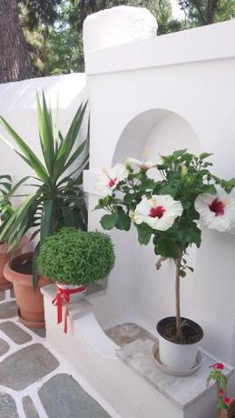 Imagen general del Hotel Dina, Paros Ciudad. Foto 2