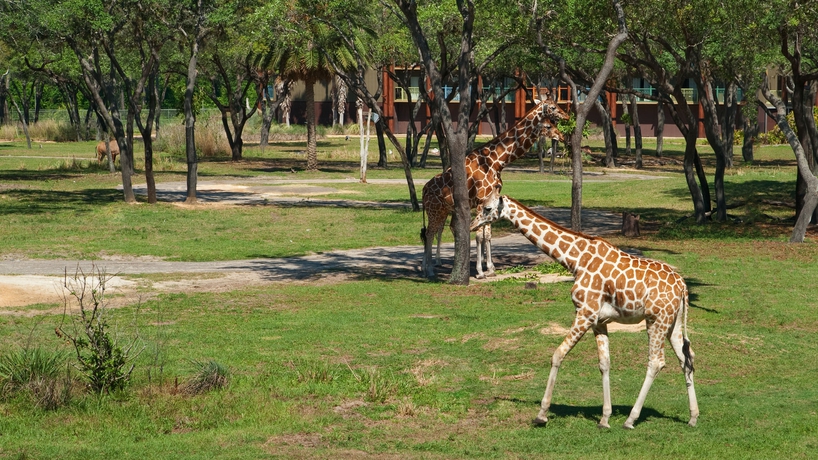 Imagen de los exteriores del Hotel Disney Animal Kingdom Villas Jambo House. Foto 10