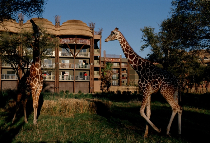 Imagen de los exteriores del Hotel Disney's Animal Kingdom Villas - Kidani Village. Foto 10