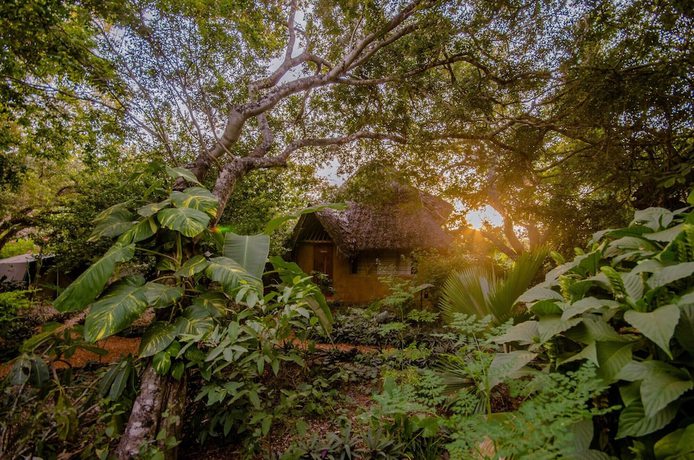Imagen de la habitación del Hotel Distant Relatives Ecolodge and Backpackers. Foto 2