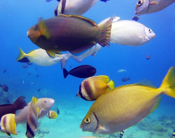 Imagen general del Hotel Dive and Trek Resort and Marine Sanctuary. Foto 1