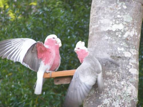 Imagen general del Hotel Dolphins Motor Inn. Foto 29