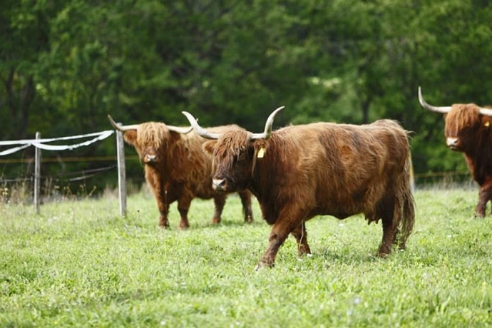 Imagen de los exteriores del Hotel Domaine De Chateauvieux. Foto 11