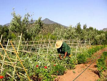 Imagen general del Hotel Domaine Malika - Guest House. Foto 9