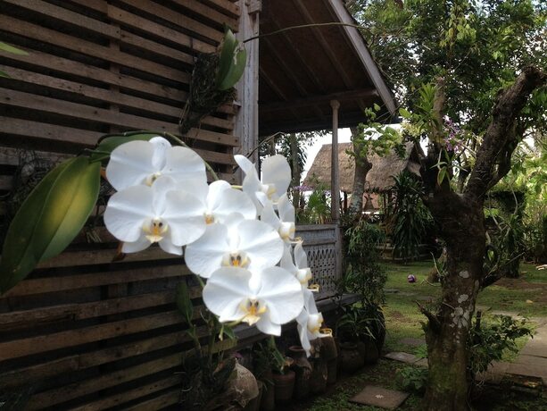 Imagen general del Hotel D'tegale Homestay. Foto 19