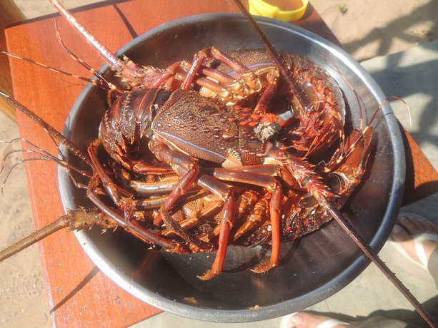 Imagen del bar/restaurante del Hotel Duna Lodge. Foto 2