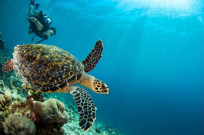 Imagen de la piscina del Hotel Dusit Thani Maldives. Foto 15