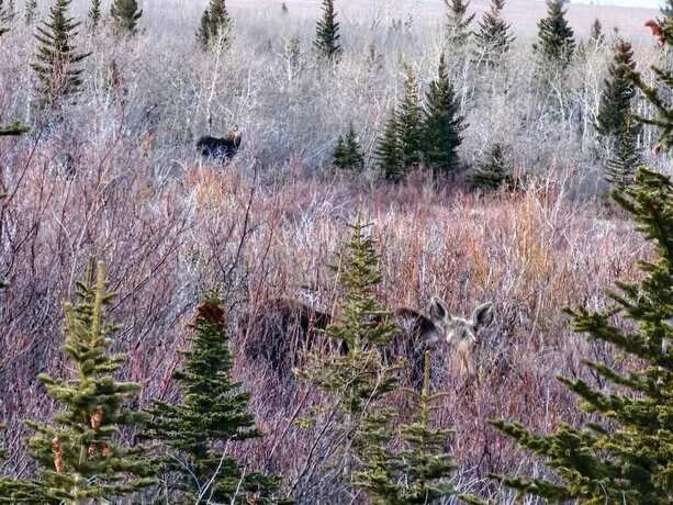 Imagen general del Hotel EGM Cabins and Apartments. Foto 9