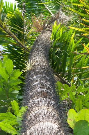 Imagen de los exteriores del Hotel Eco Arenal. Foto 8