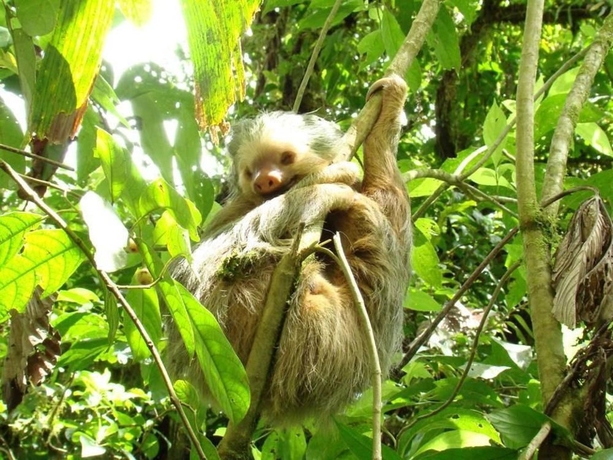 Imagen de los exteriores del Hotel Eco Arenal. Foto 9