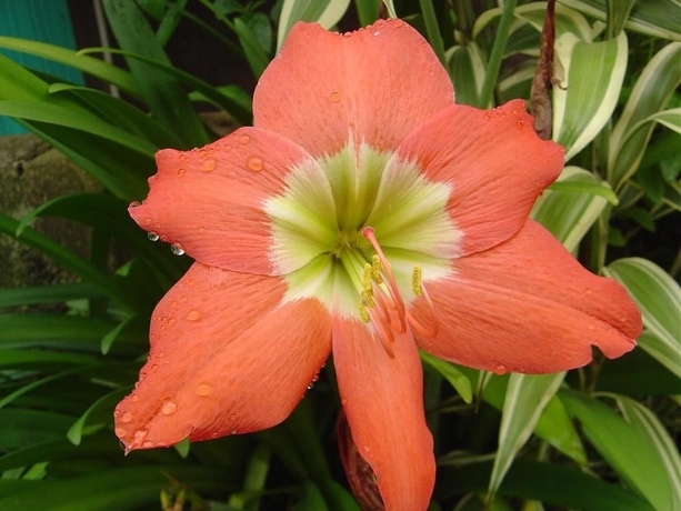 Imagen de los exteriores del Hotel Eco Arenal. Foto 10