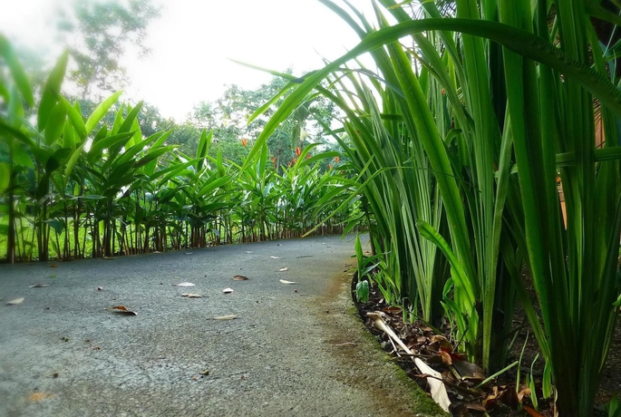 Imagen de los exteriores del Hotel Eco Arenal. Foto 15